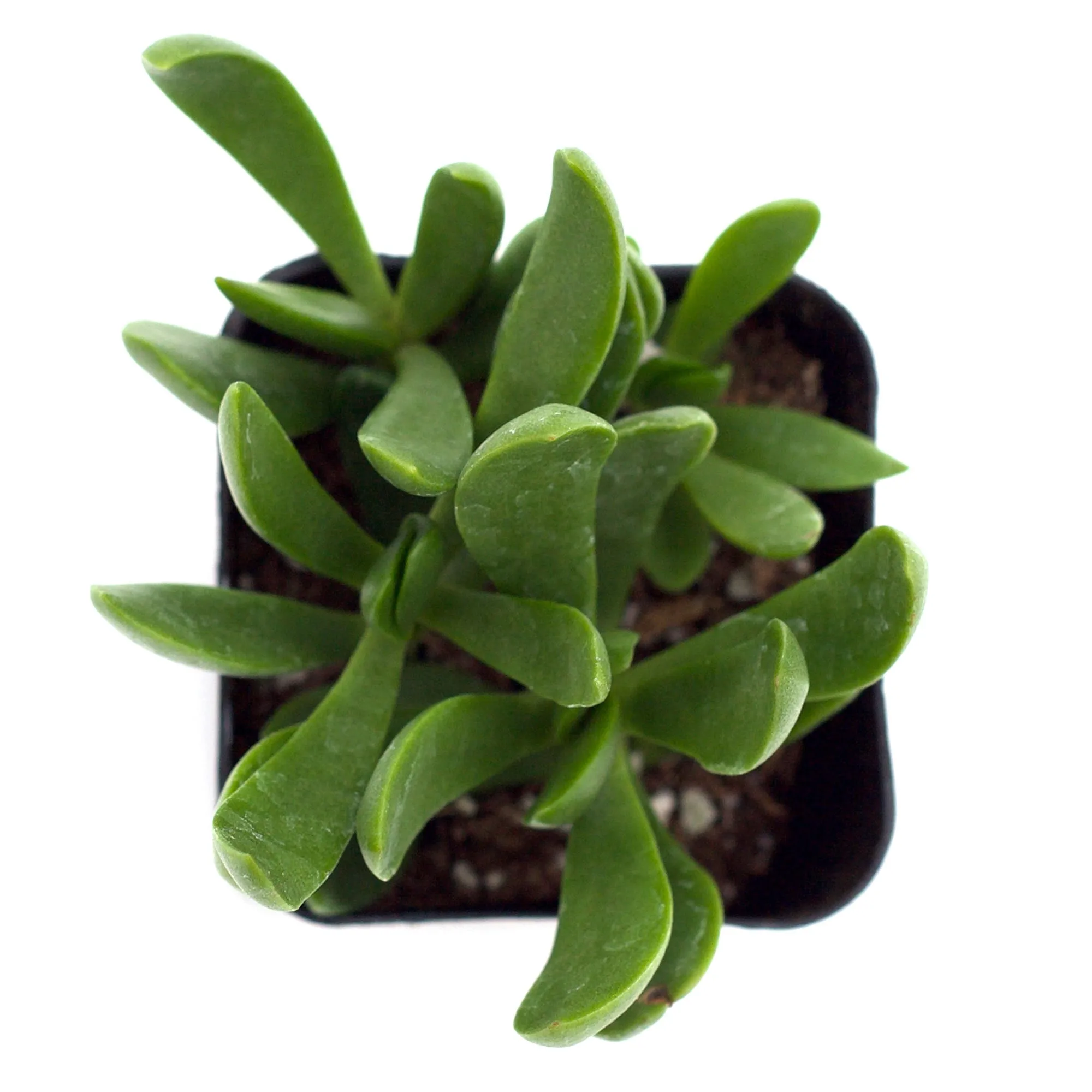 Crassula cultrata