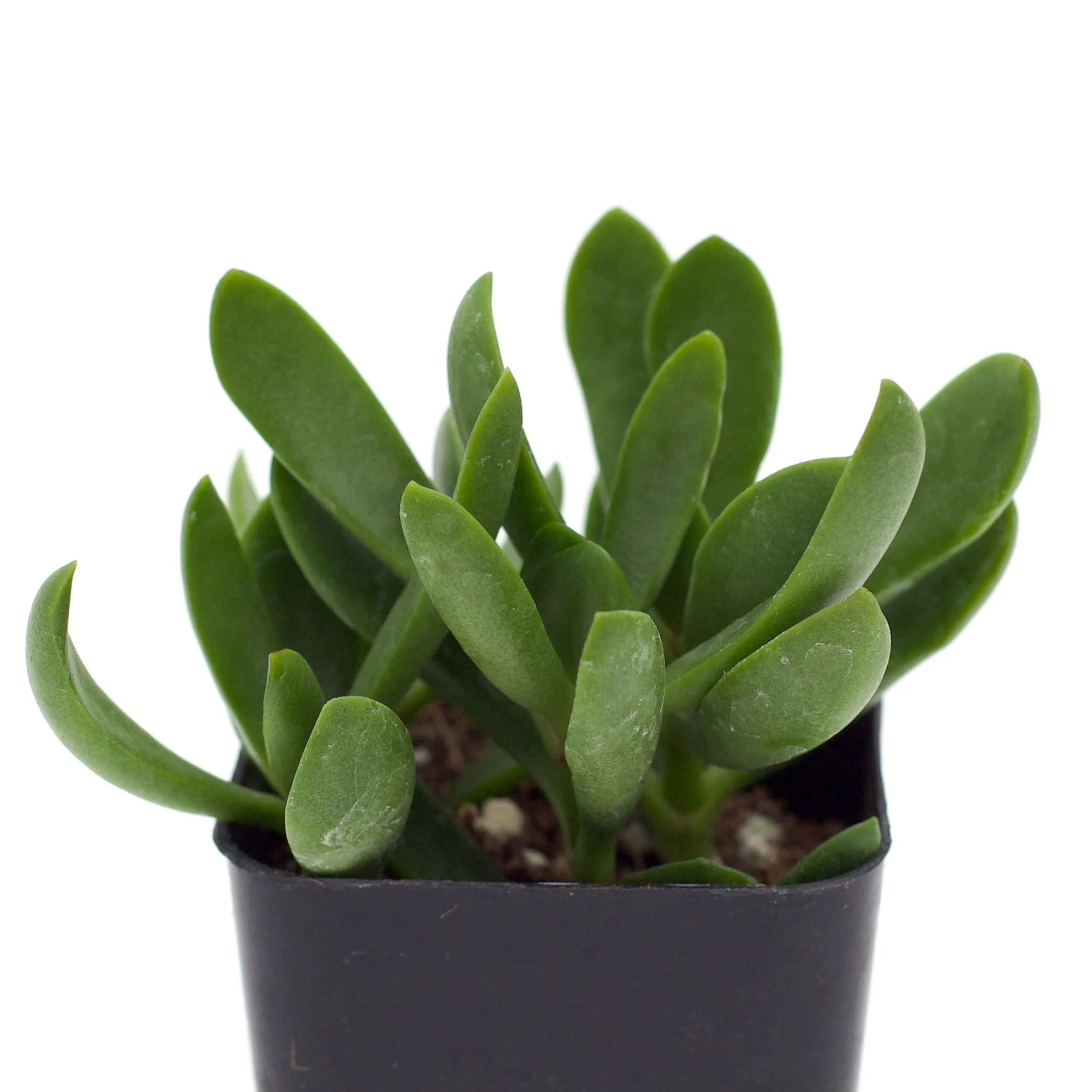 Crassula cultrata