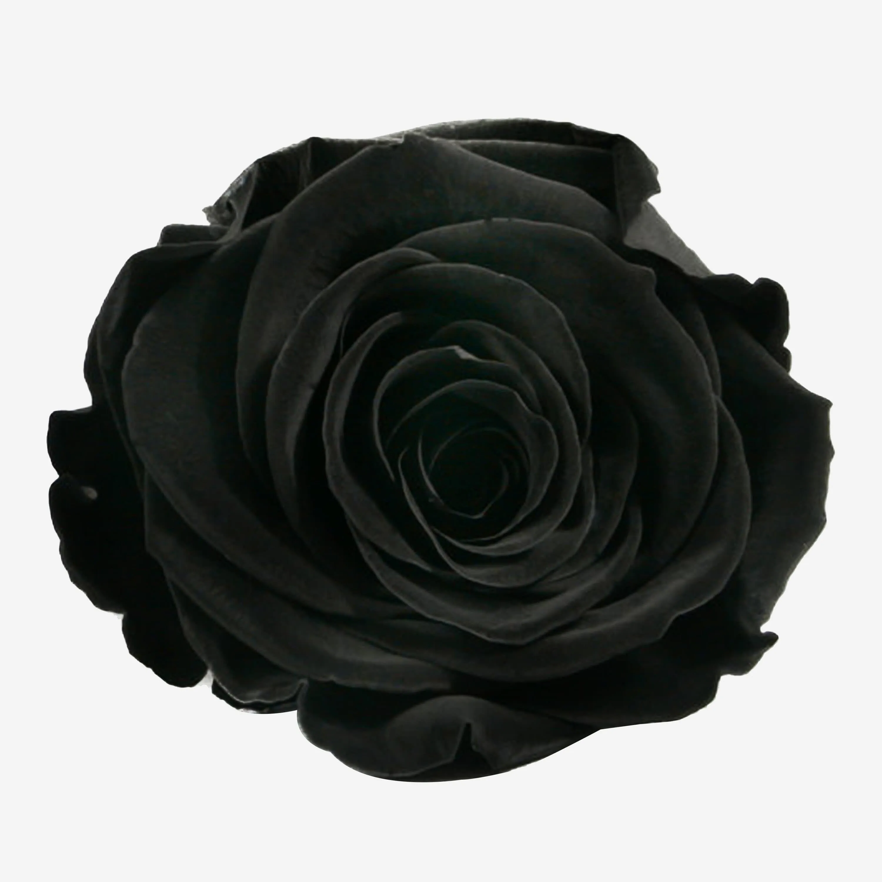 Long Stem Roses | Black Roses